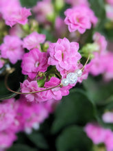 Charger l&#39;image dans la galerie, Jonc verre craquelé - acier inoxydable
