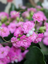 Charger l&#39;image dans la galerie, Jonc verre craquelé - acier inoxydable
